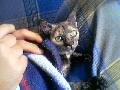 Notas a Cendra Moverse a tu alrededor., Este ser la Gata cabrona ke a incordiado a los murcianos en su estancia en tierras Catalanas. Evidentemente, ella tb es datangia :)( la mano ser de Nesino)