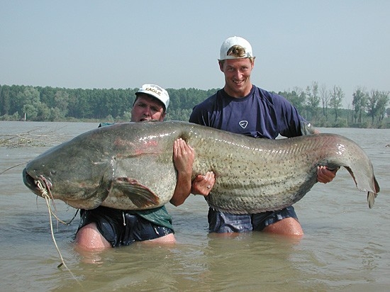 Ever see a fish this big in a river? :), Kuja's Uncle and his friend catches a huge Catfish.