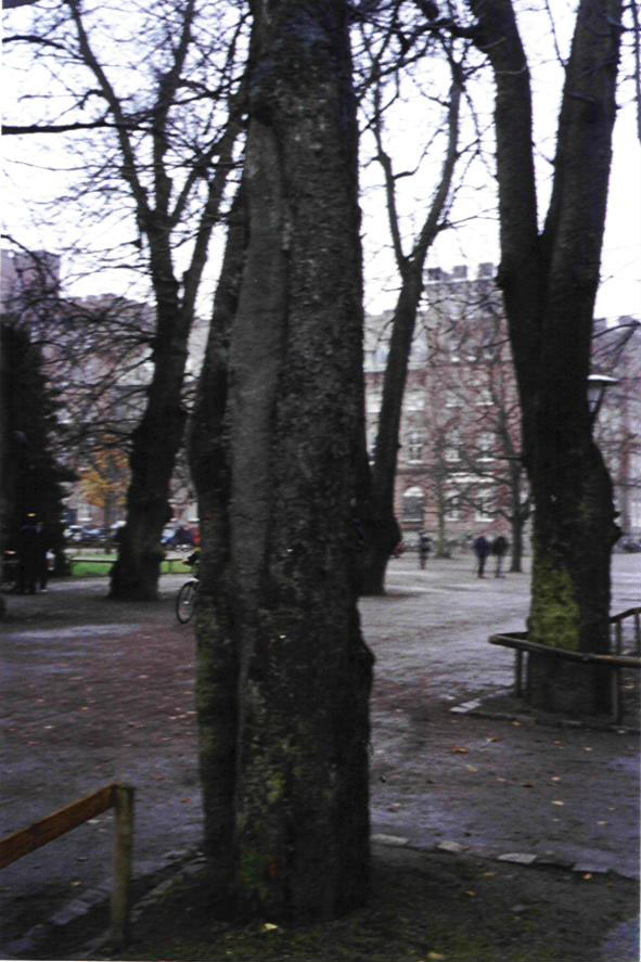 On the way to df... (walls in the background, or whatever =)), What's this? Heilpax, Bloodmoon and Maragrim hiding behind a tree.. preying on zilla...