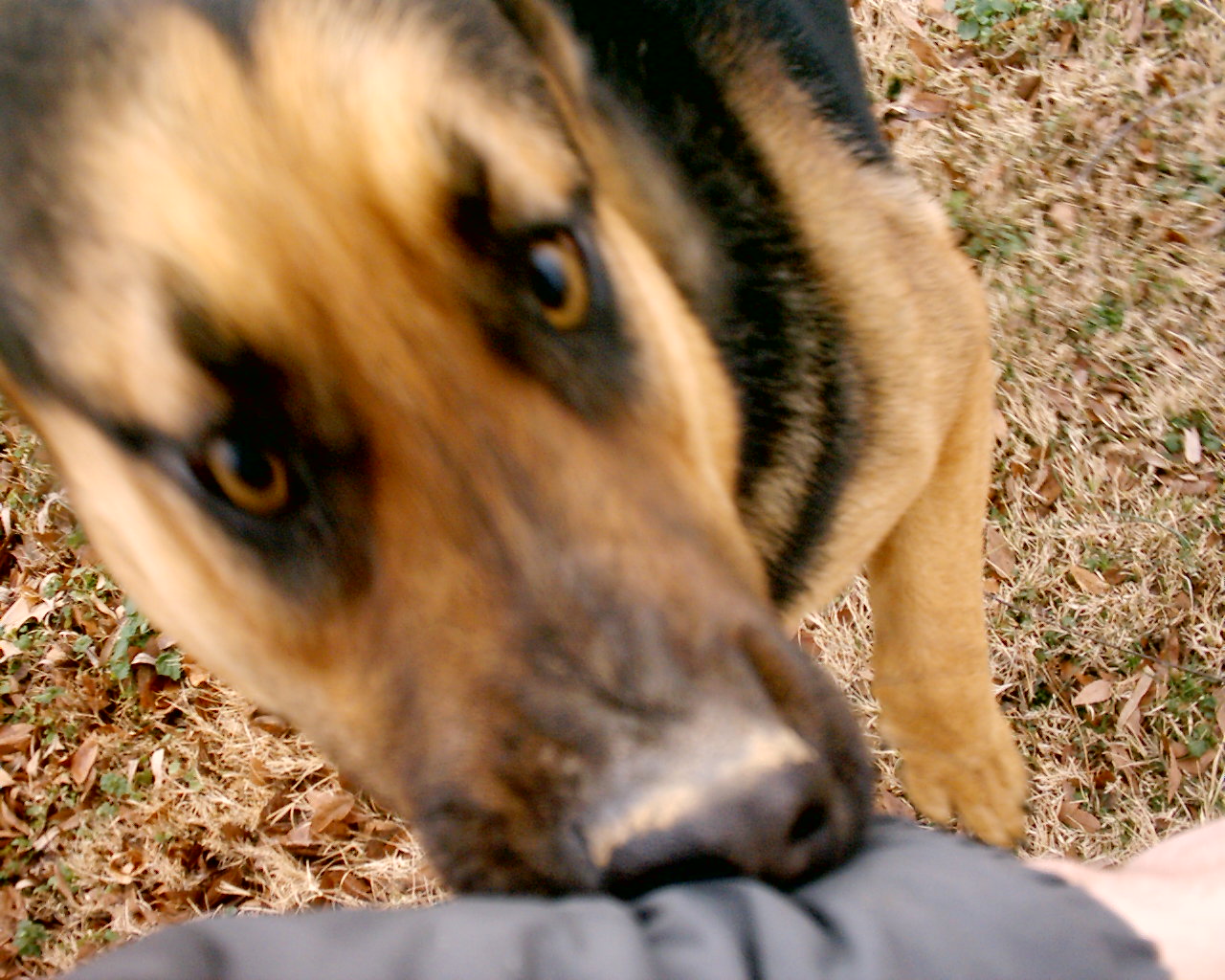 You are attacked by Dogg, Dogg viciously bites you for 500 Hps Damage! =)