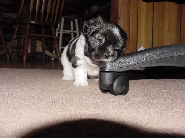 Erreden's Puppy BUSTED!, Ugh no chair or shoe is safe when a puppy is cutting teeth!