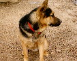 Plutarch's Dog named Dogg, 1/2 German Shepard 1/2 Rotweiler