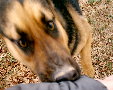You are attacked by Dogg, Dogg viciously bites you for 500 Hps Damage! =)