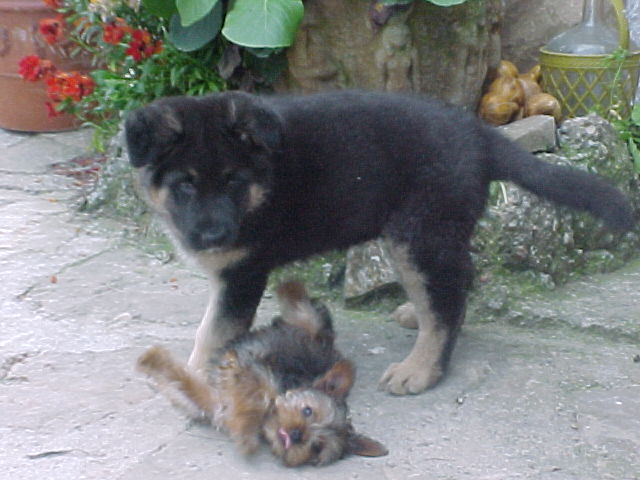 El lobo de Lua, El gran guardian de la Casa Draugbar, impidiendo el paso a un intruso :)