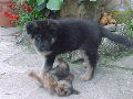 El lobo de Lua, El gran guardian de la Casa Draugbar, impidiendo el paso a un intruso :)